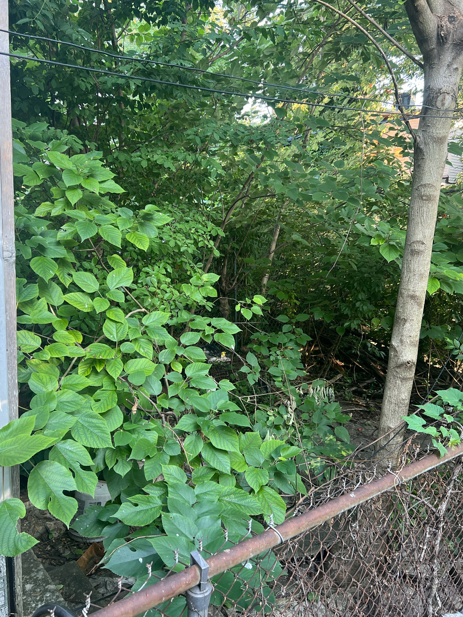 Photographic documentation of the work as submitted to the city's 311 record.