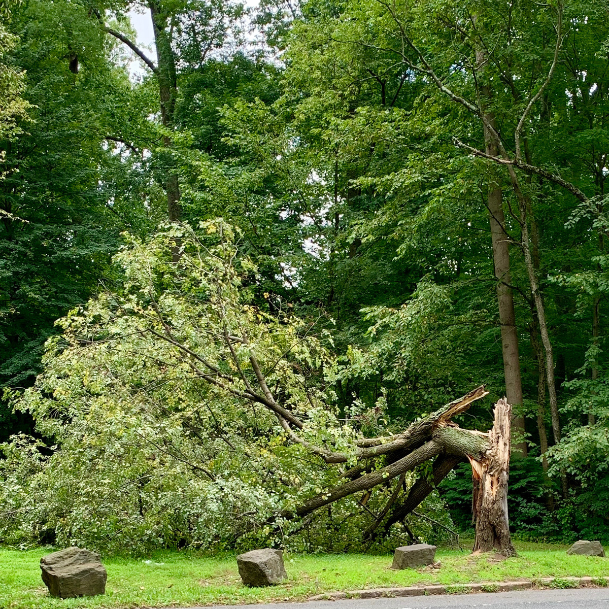 Photographic documentation of the work as submitted to the city's 311 record.