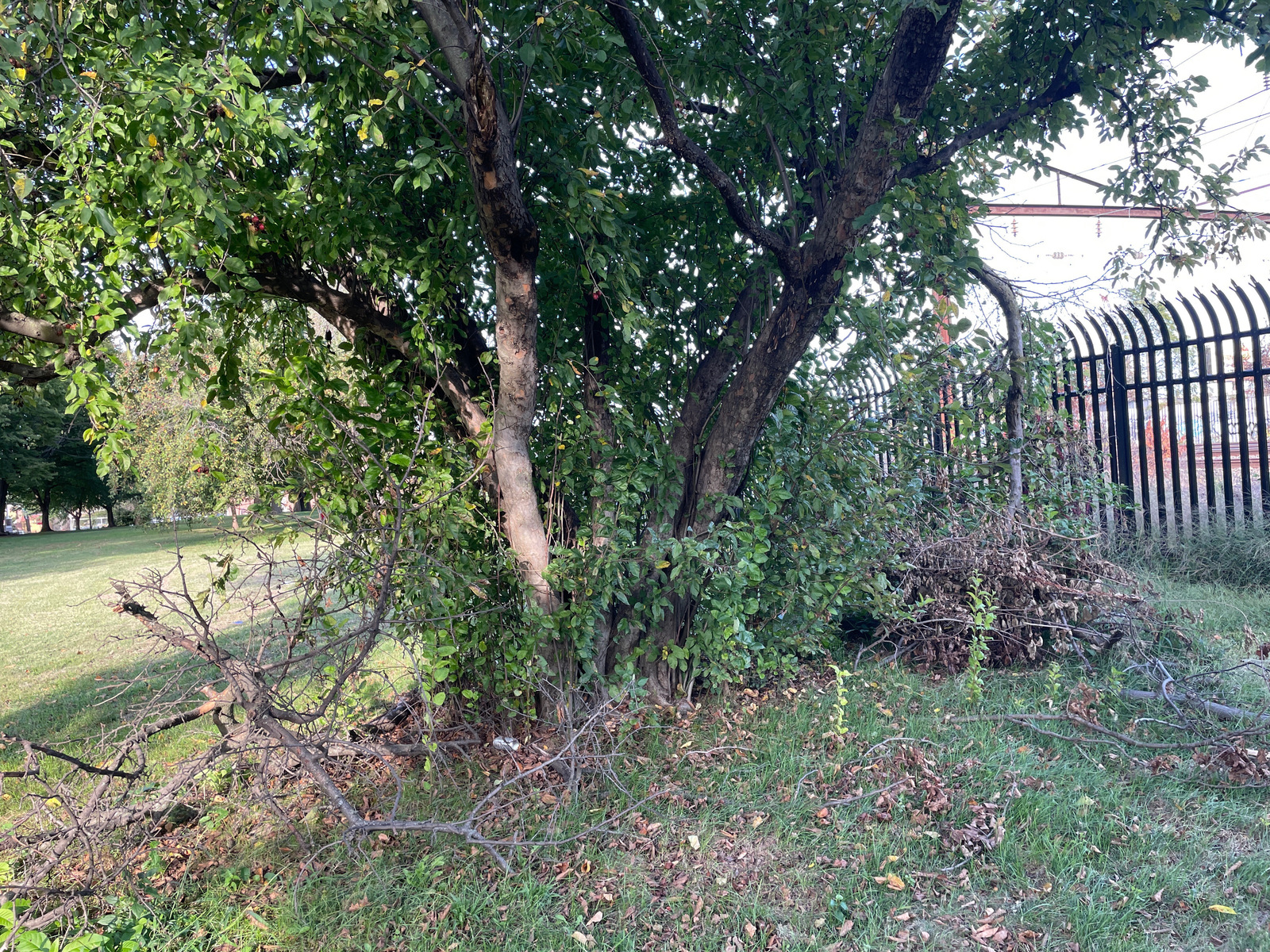 Photographic documentation of the work as submitted to the city's 311 record.