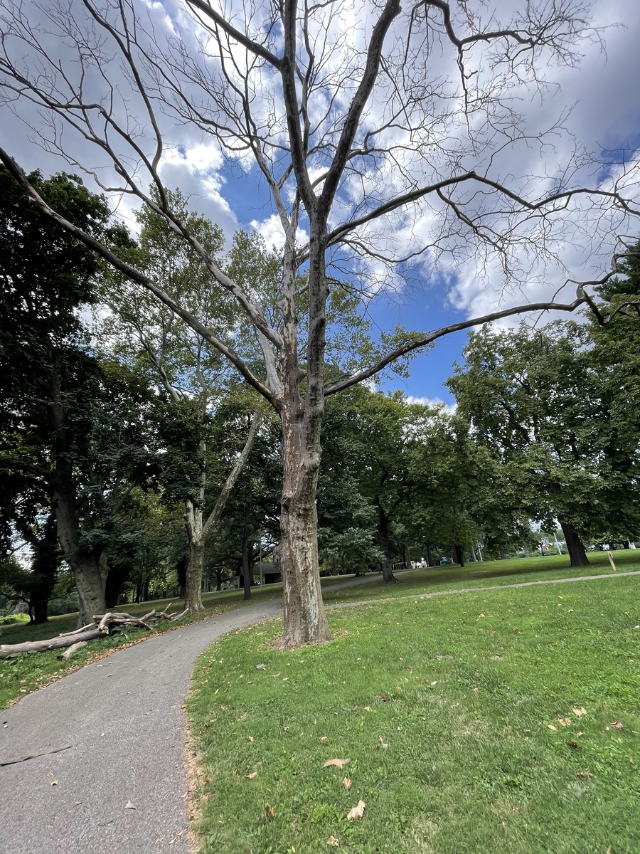 Photographic documentation of the work as submitted to the city's 311 record.