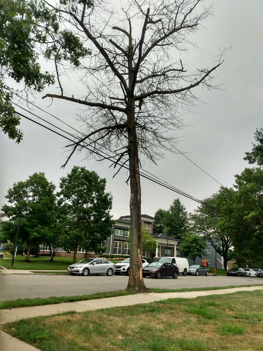 Photographic documentation of the work as submitted to the city's 311 record.