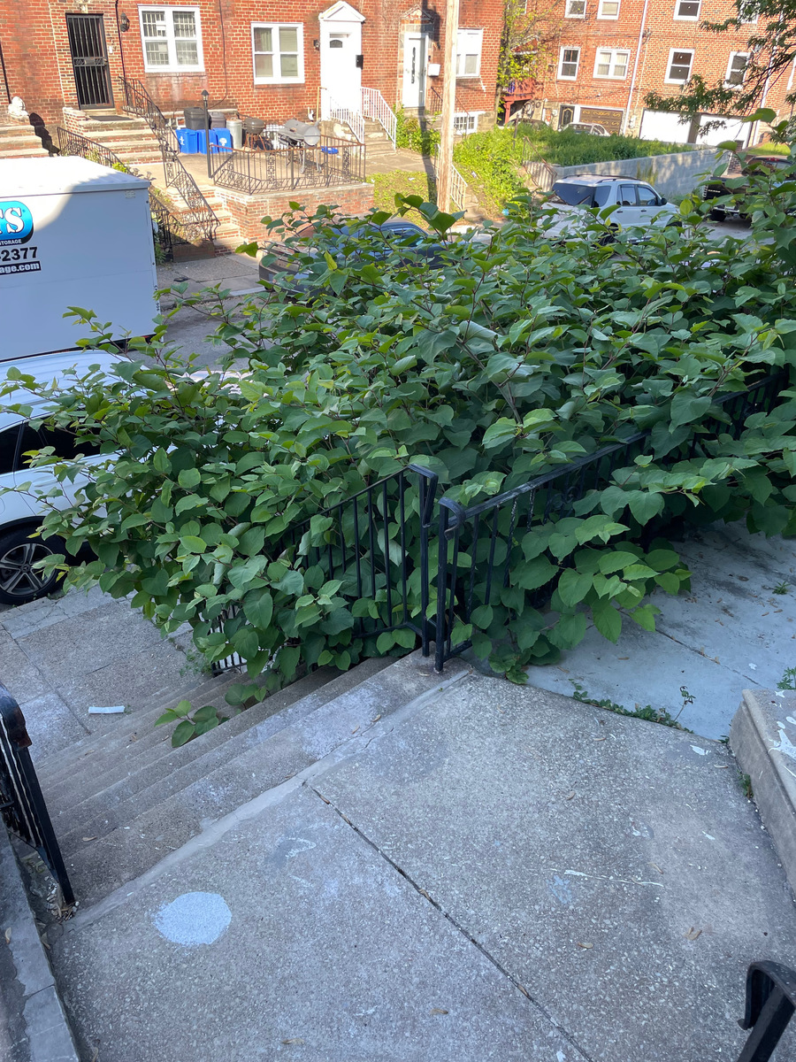 Photographic documentation of the work as submitted to the city's 311 record.