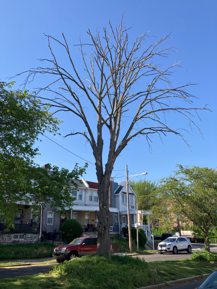 Photographic documentation of the work as submitted to the city's 311 record.