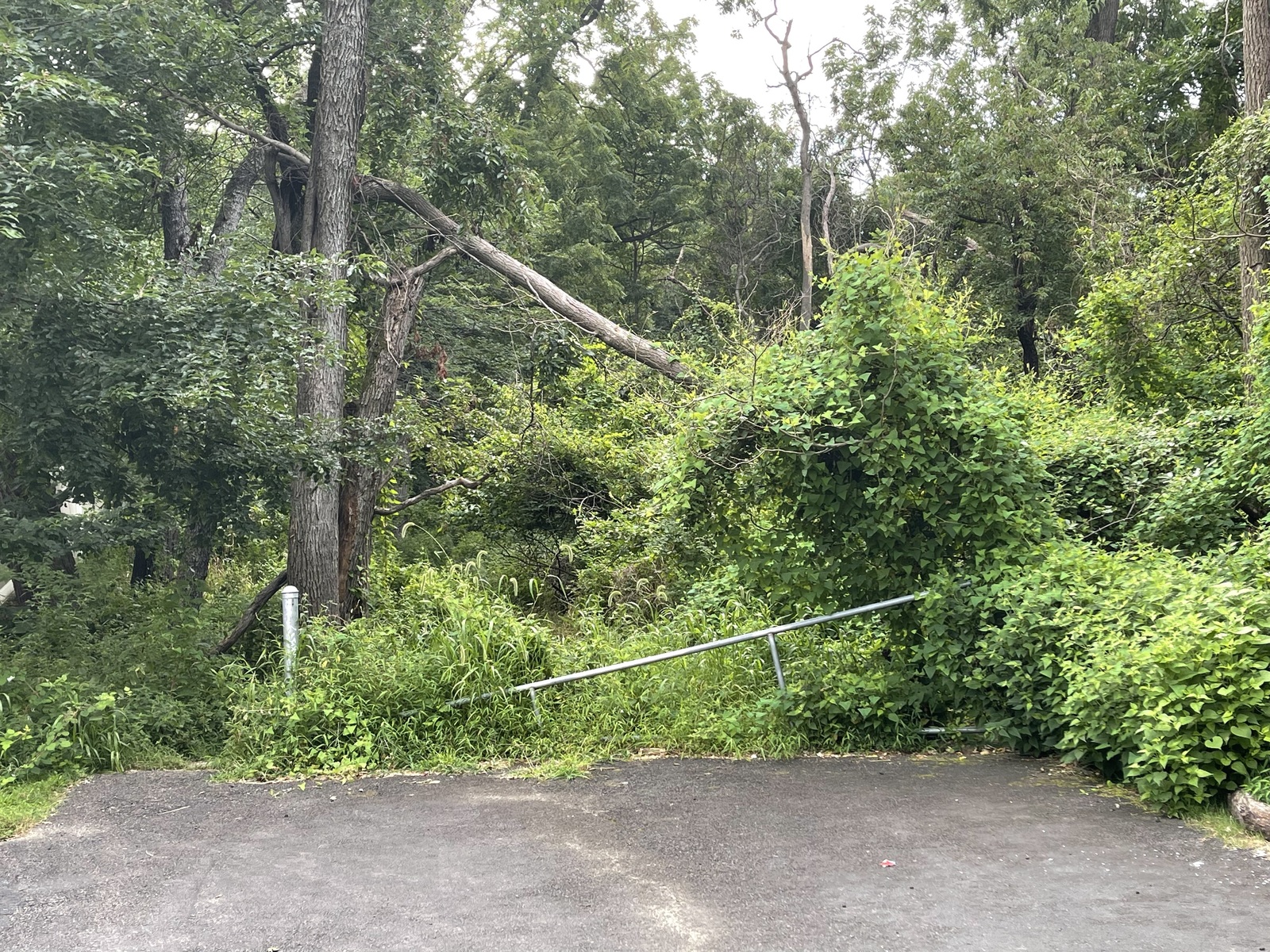 Photographic documentation of the work as submitted to the city's 311 record.