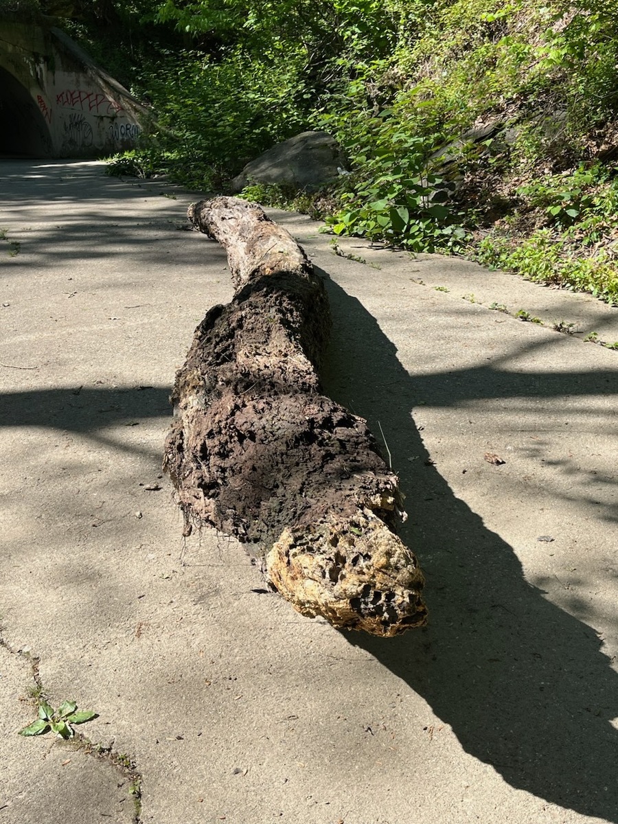 Photographic documentation of the work as submitted to the city's 311 record.