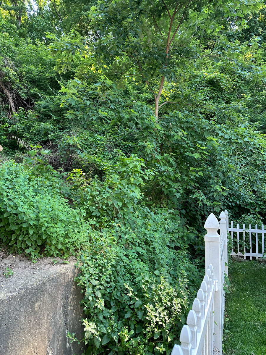 Photographic documentation of the work as submitted to the city's 311 record.