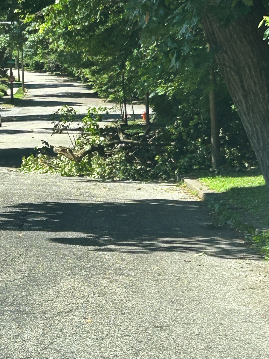 Photographic documentation of the work as submitted to the city's 311 record.