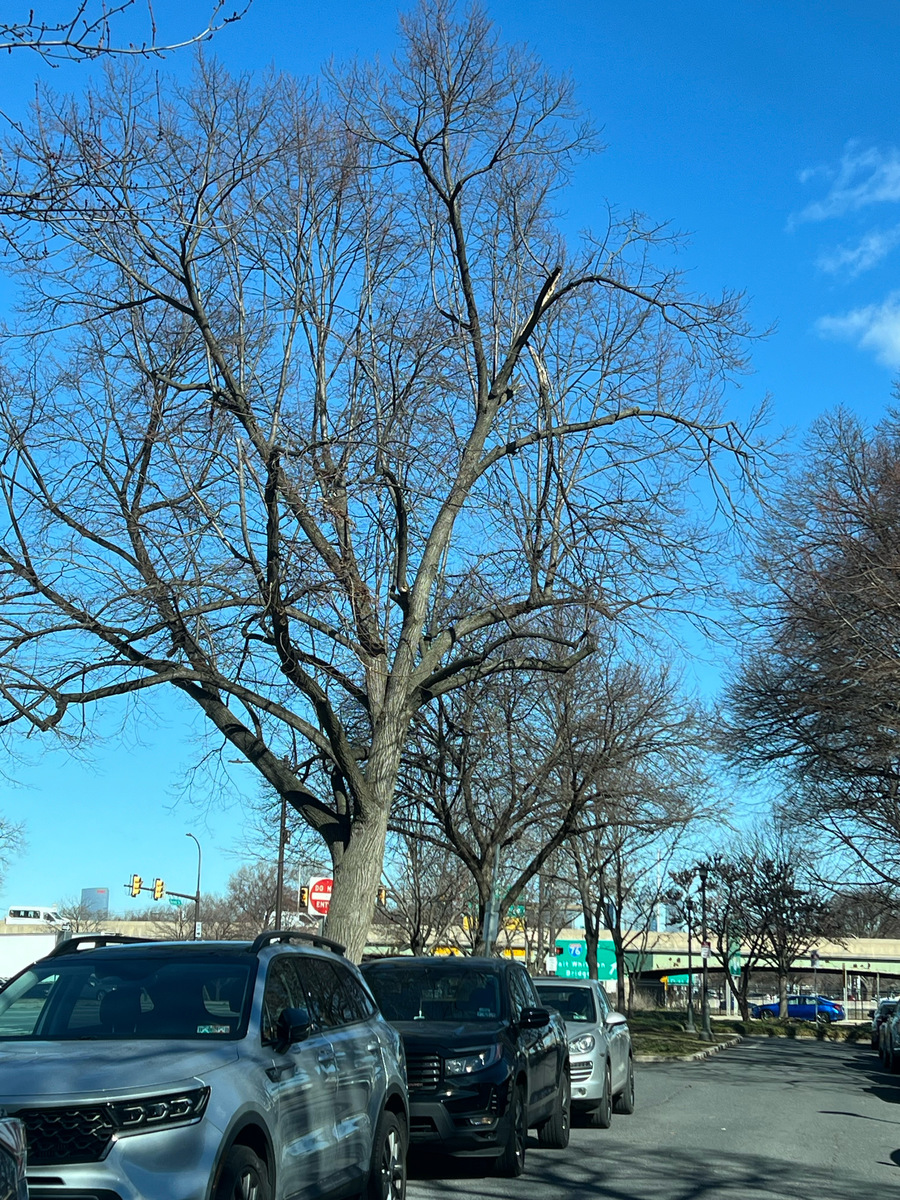 Photographic documentation of the work as submitted to the city's 311 record.