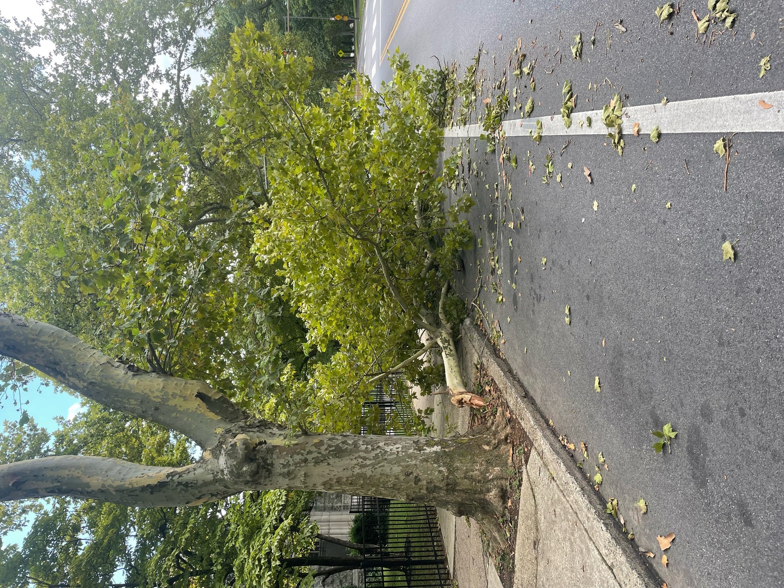Photographic documentation of the work as submitted to the city's 311 record.