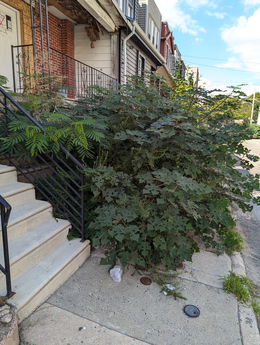 Photographic documentation of the work as submitted to the city's 311 record.