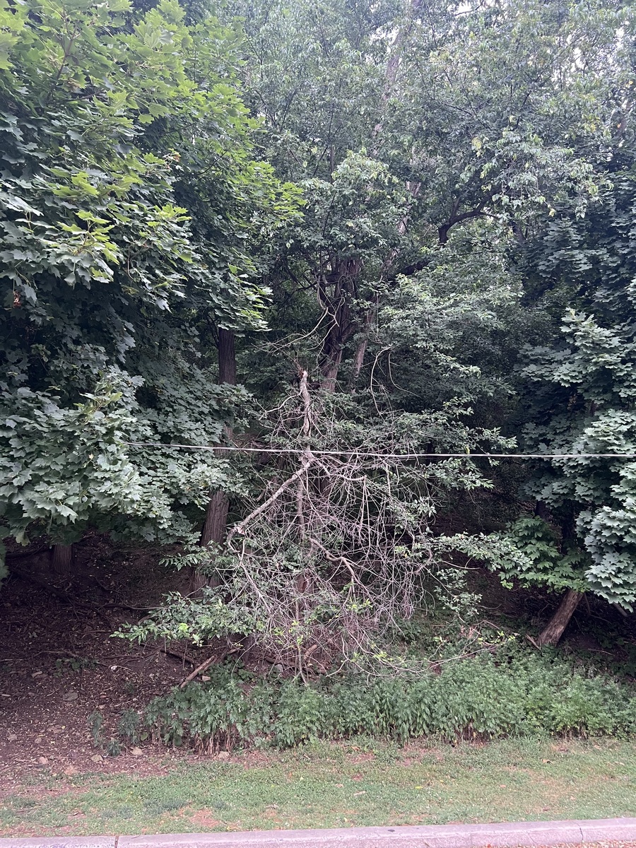 Photographic documentation of the work as submitted to the city's 311 record.