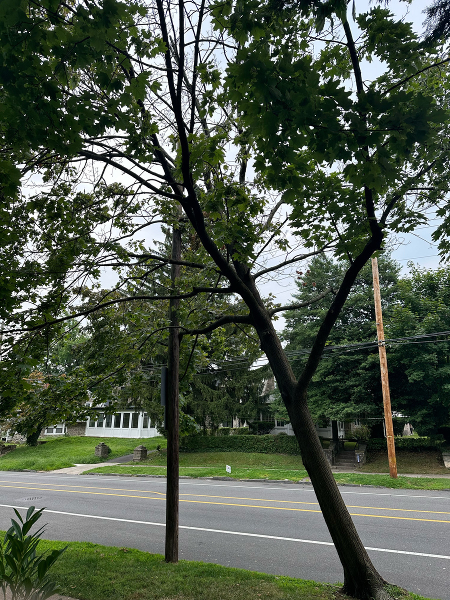 Photographic documentation of the work as submitted to the city's 311 record.