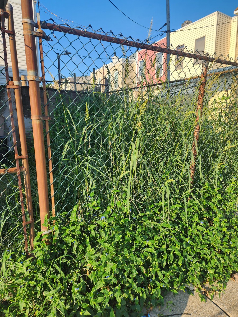 Photographic documentation of the work as submitted to the city's 311 record.
