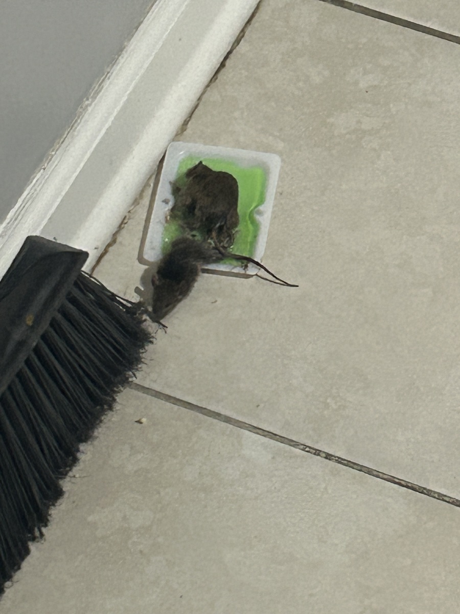 Photographic documentation of the work as submitted to the city's 311 record.