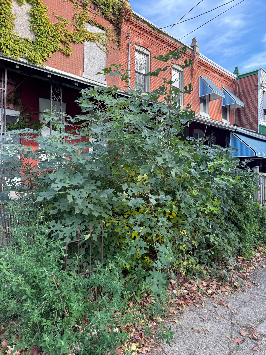 Photographic documentation of the work as submitted to the city's 311 record.