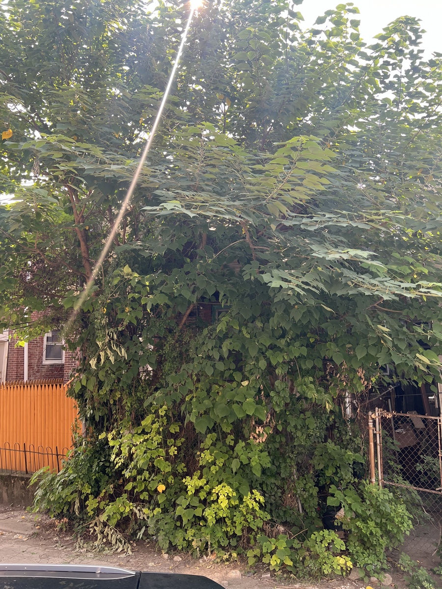 Photographic documentation of the work as submitted to the city's 311 record.