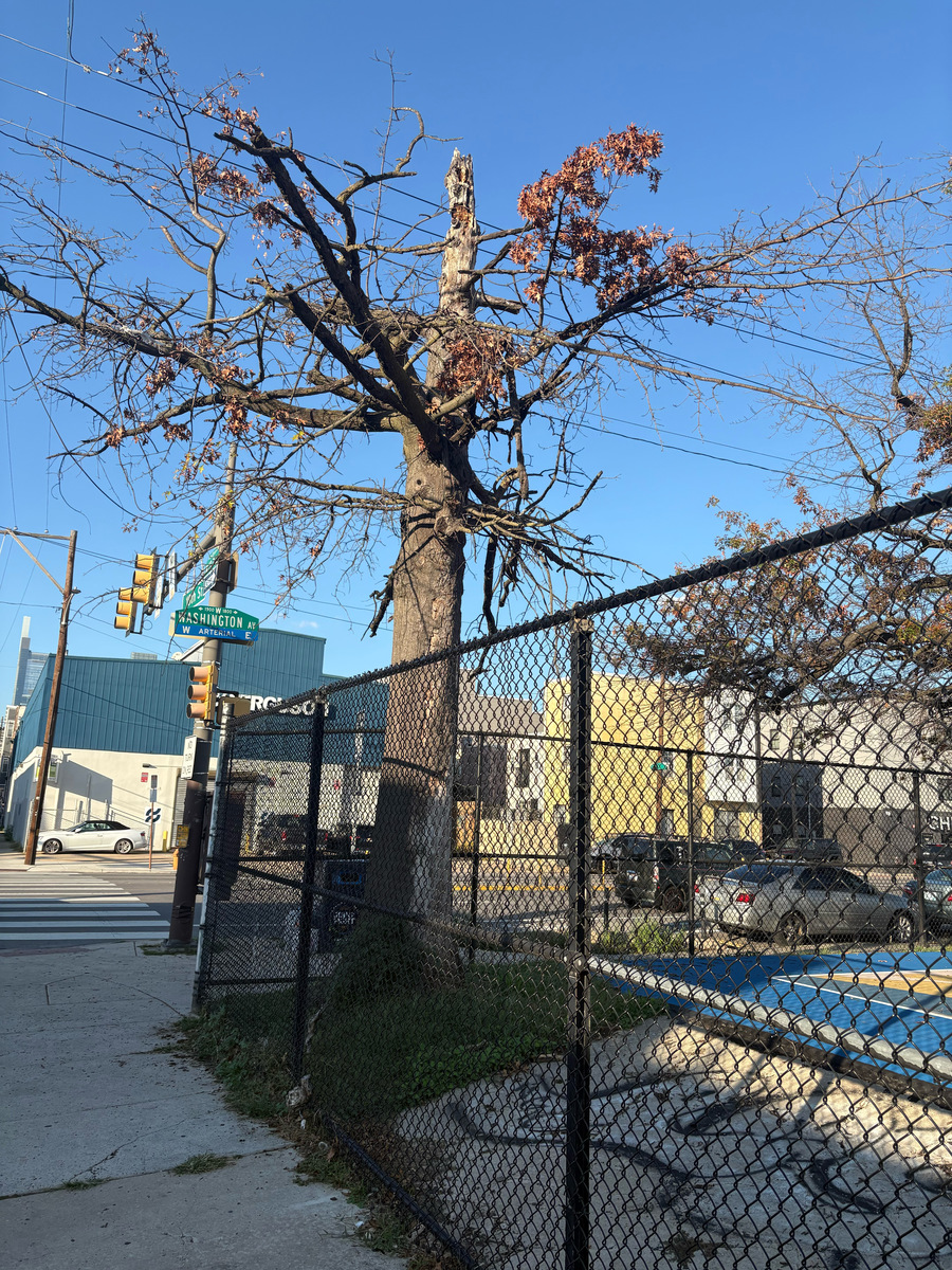 Photographic documentation of the work as submitted to the city's 311 record.