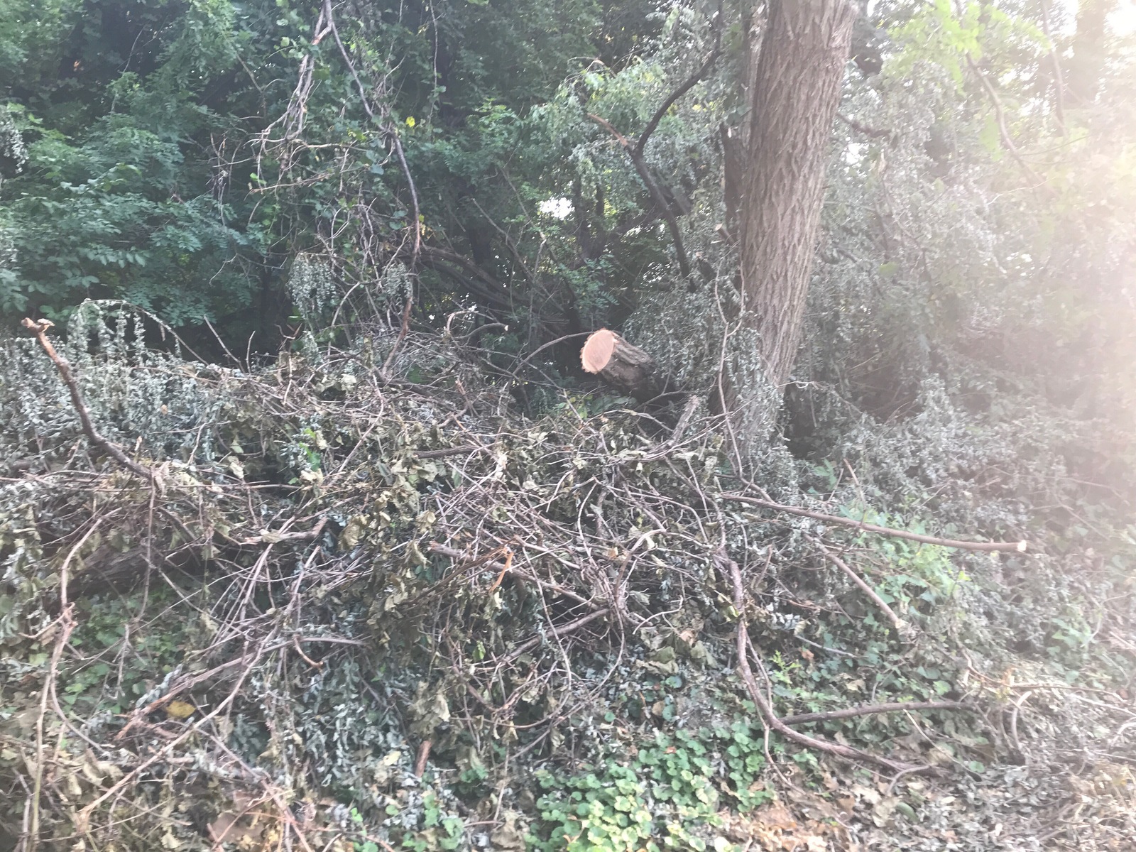 Photographic documentation of the work as submitted to the city's 311 record.
