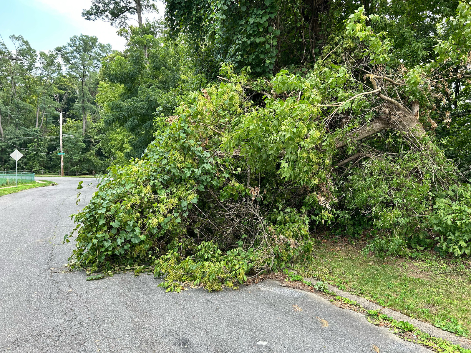 Photographic documentation of the work as submitted to the city's 311 record.