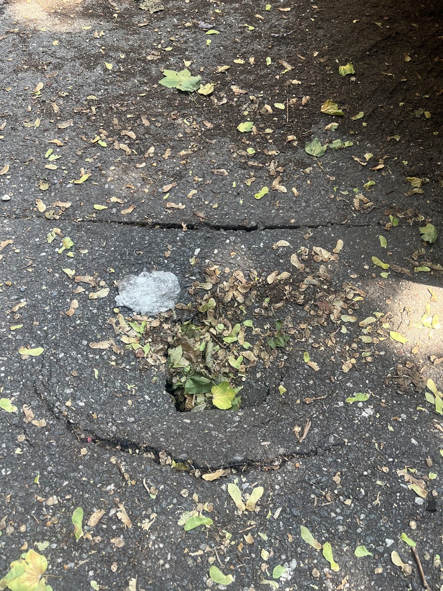 Photographic documentation of the work as submitted to the city's 311 record.