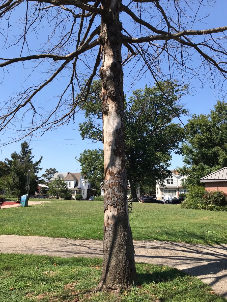 Photographic documentation of the work as submitted to the city's 311 record.