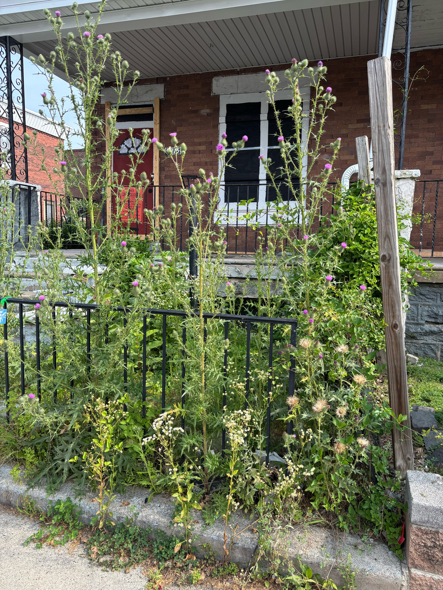 Photographic documentation of the work as submitted to the city's 311 record.