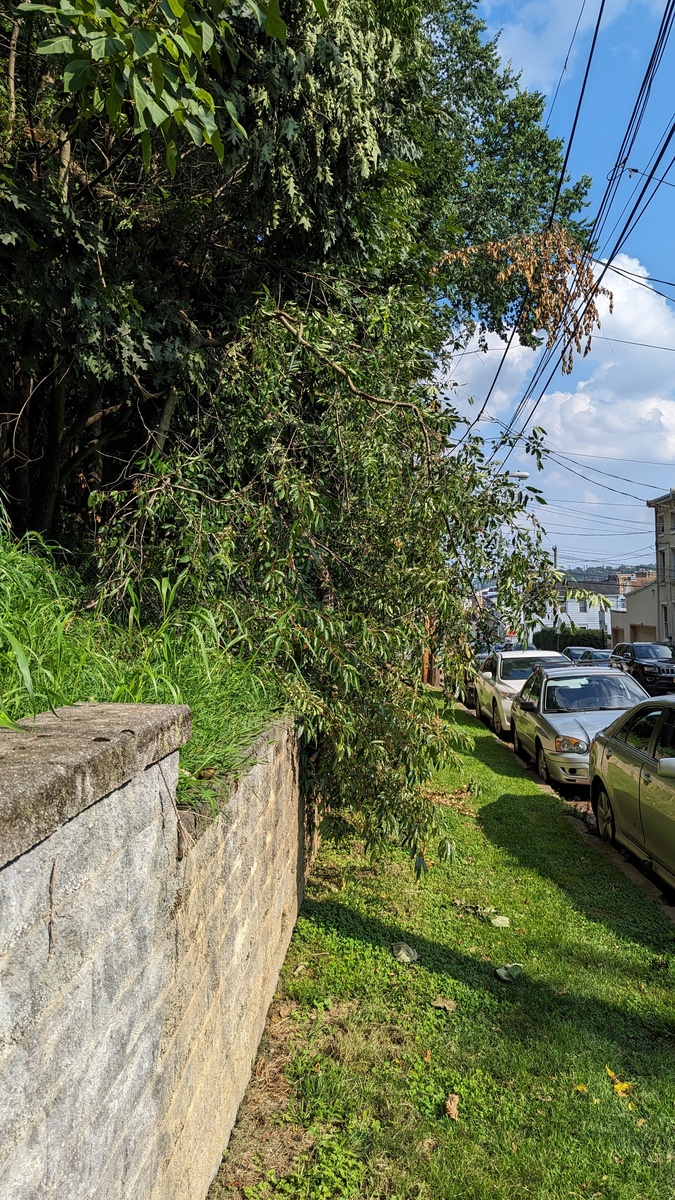 Photographic documentation of the work as submitted to the city's 311 record.
