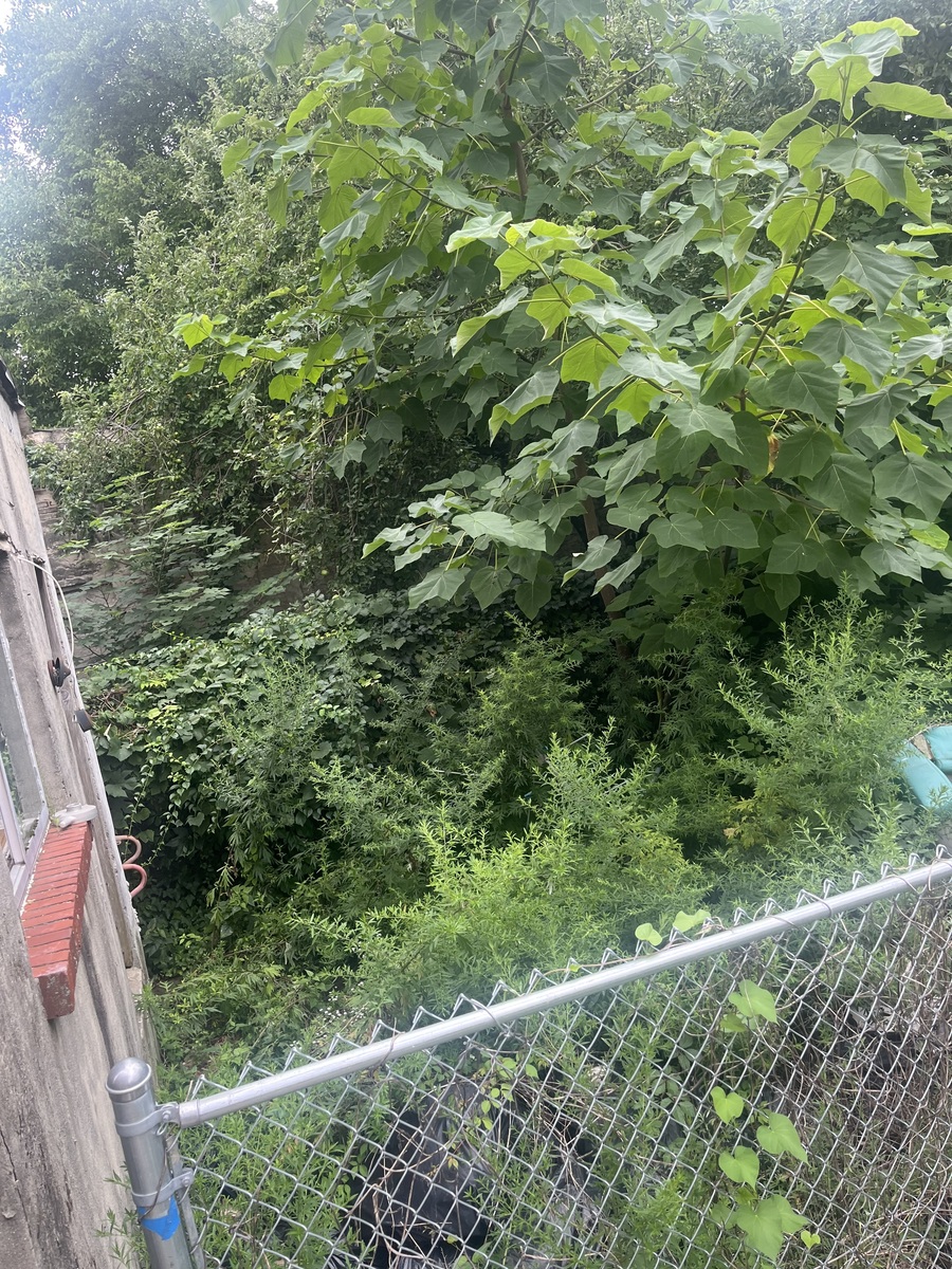 Photographic documentation of the work as submitted to the city's 311 record.