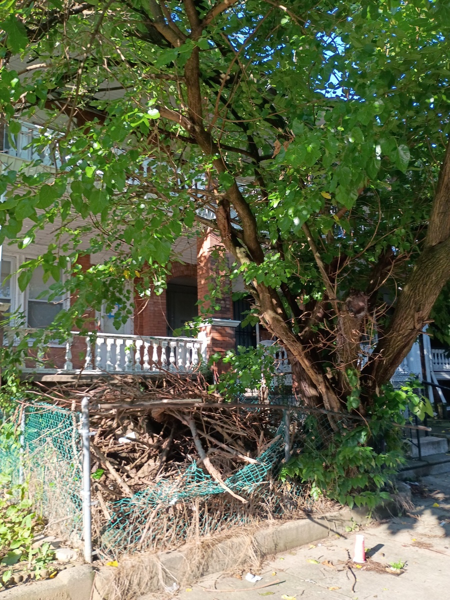 Photographic documentation of the work as submitted to the city's 311 record.