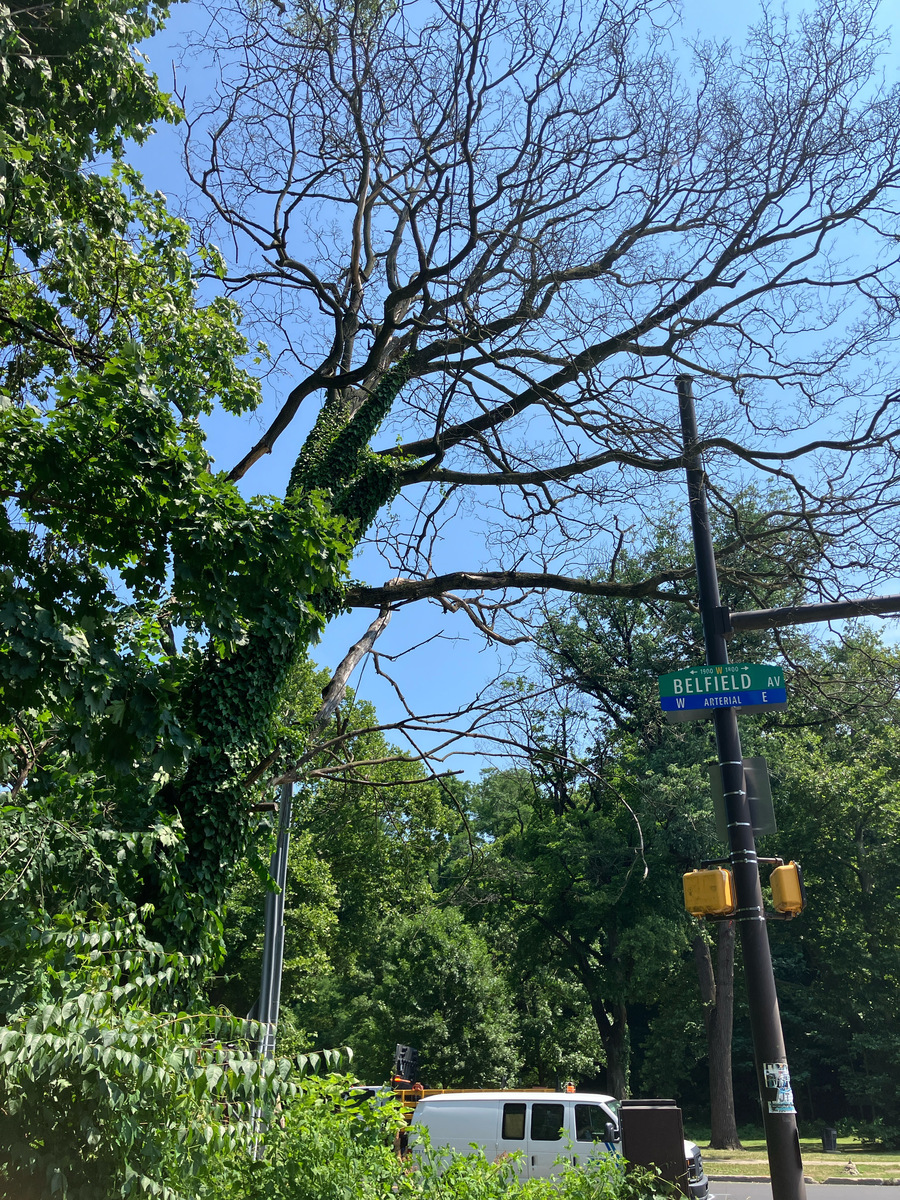 Photographic documentation of the work as submitted to the city's 311 record.