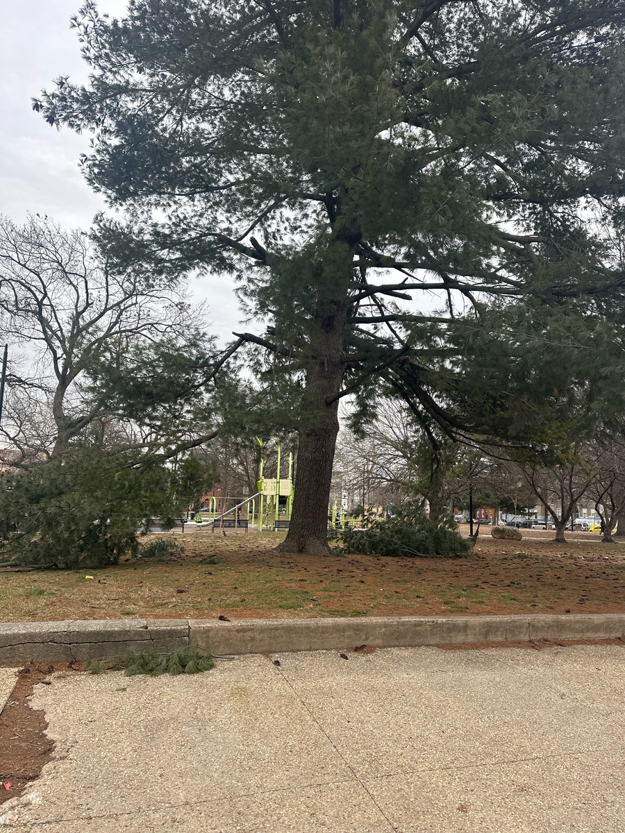 Documentation of The Evergreen Threshold, Howard Street Park — North Philadelphia, as submitted to Philadelphia 311.