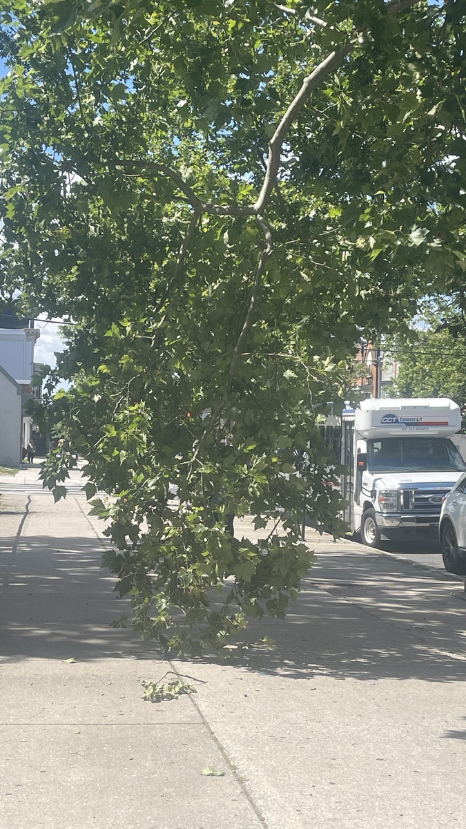 Photographic documentation of the work as submitted to the city's 311 record.