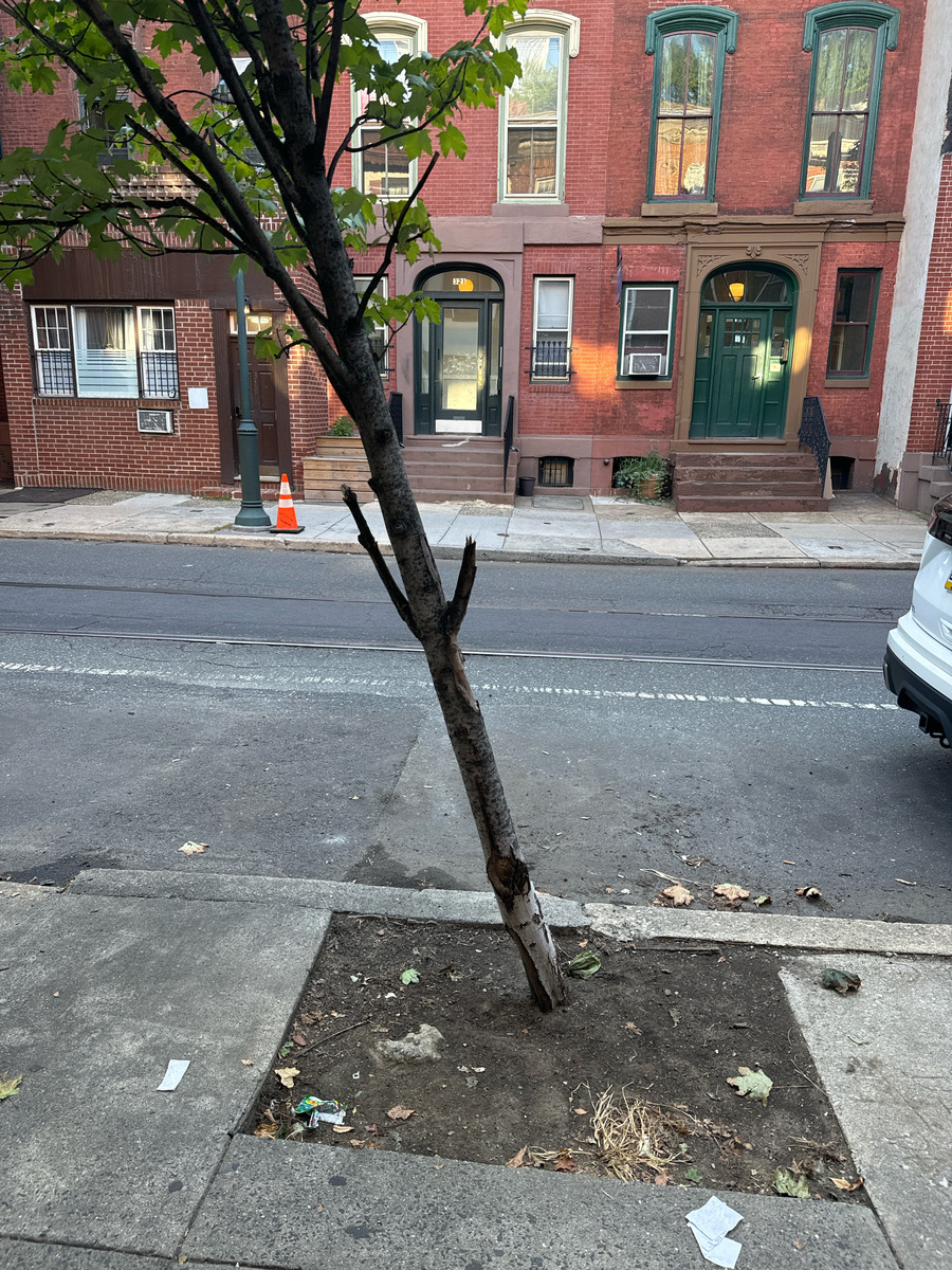 Photographic documentation of the work as submitted to the city's 311 record.