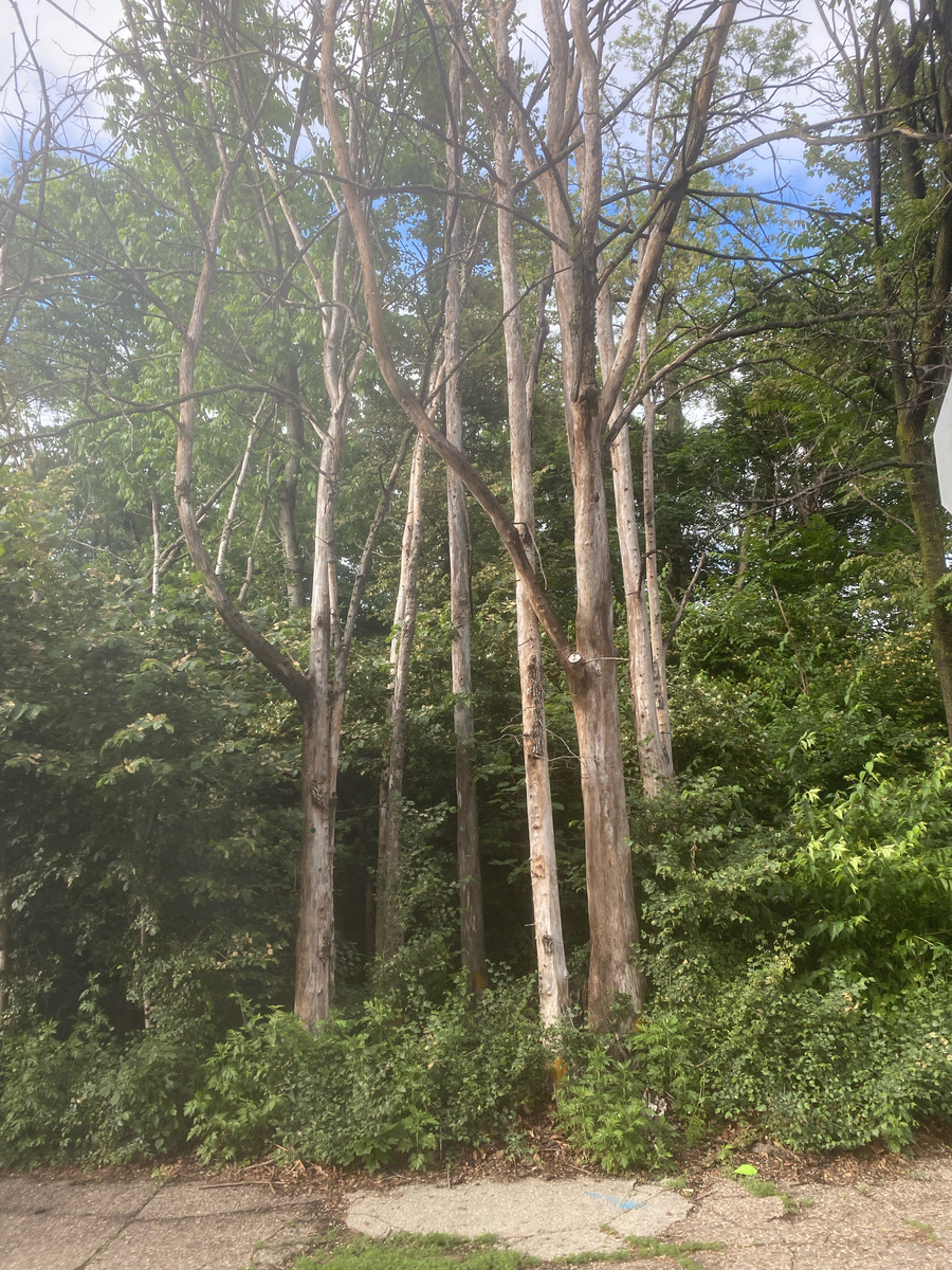 Photographic documentation of the work as submitted to the city's 311 record.