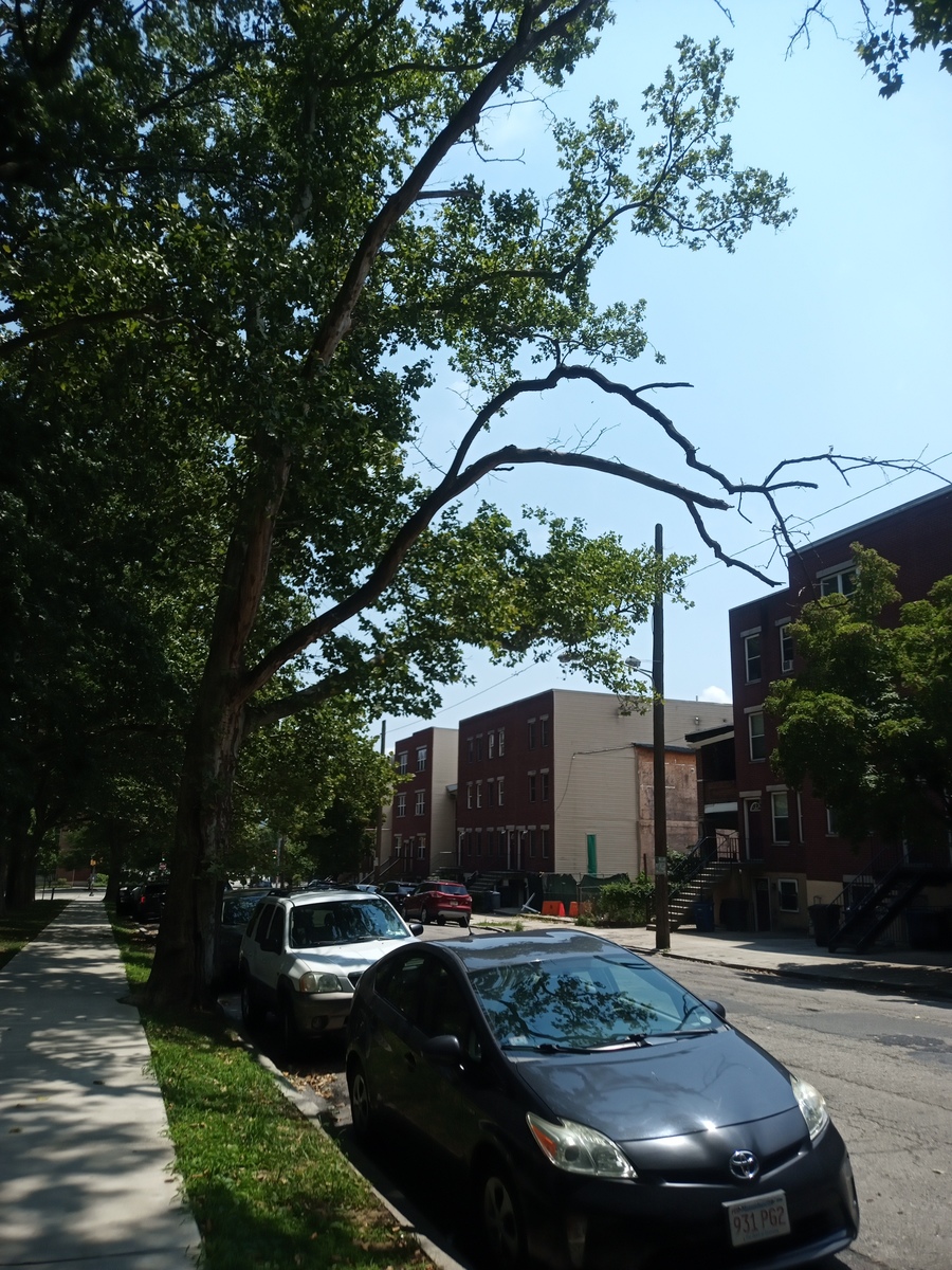 Photographic documentation of the work as submitted to the city's 311 record.