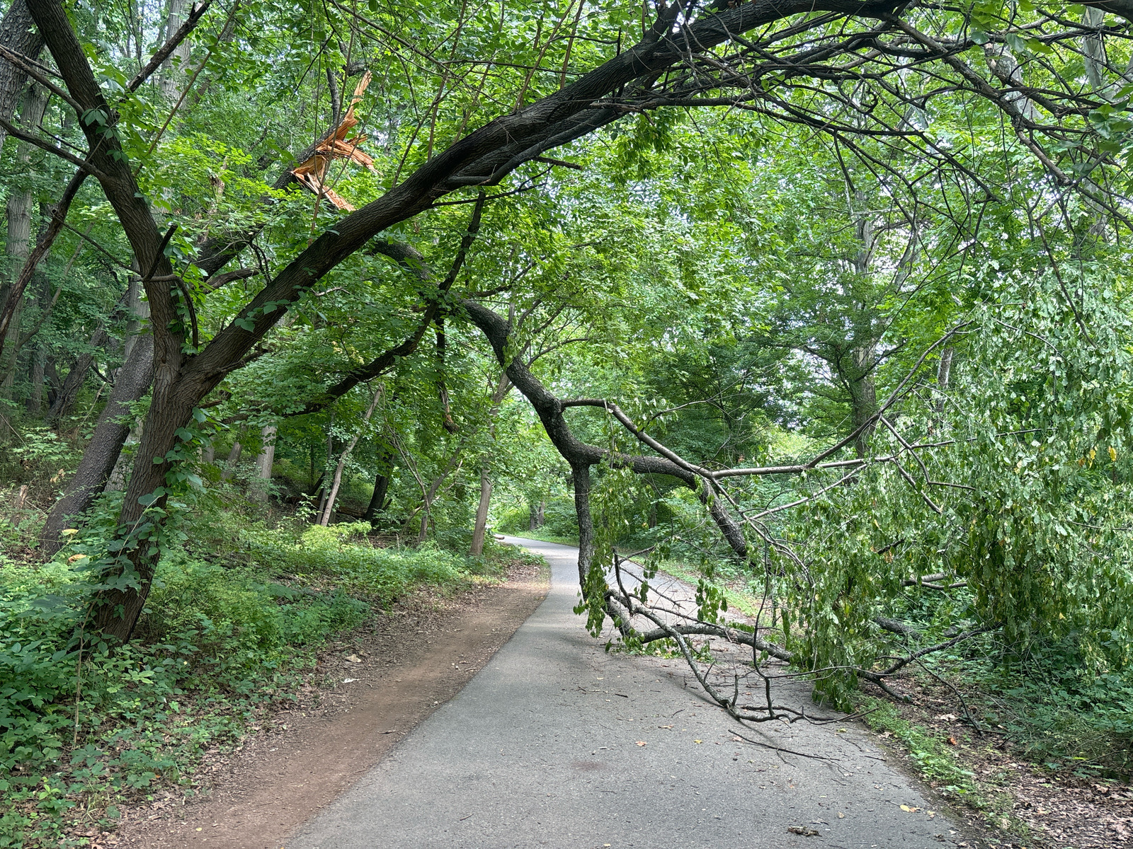 Photographic documentation of the work as submitted to the city's 311 record.