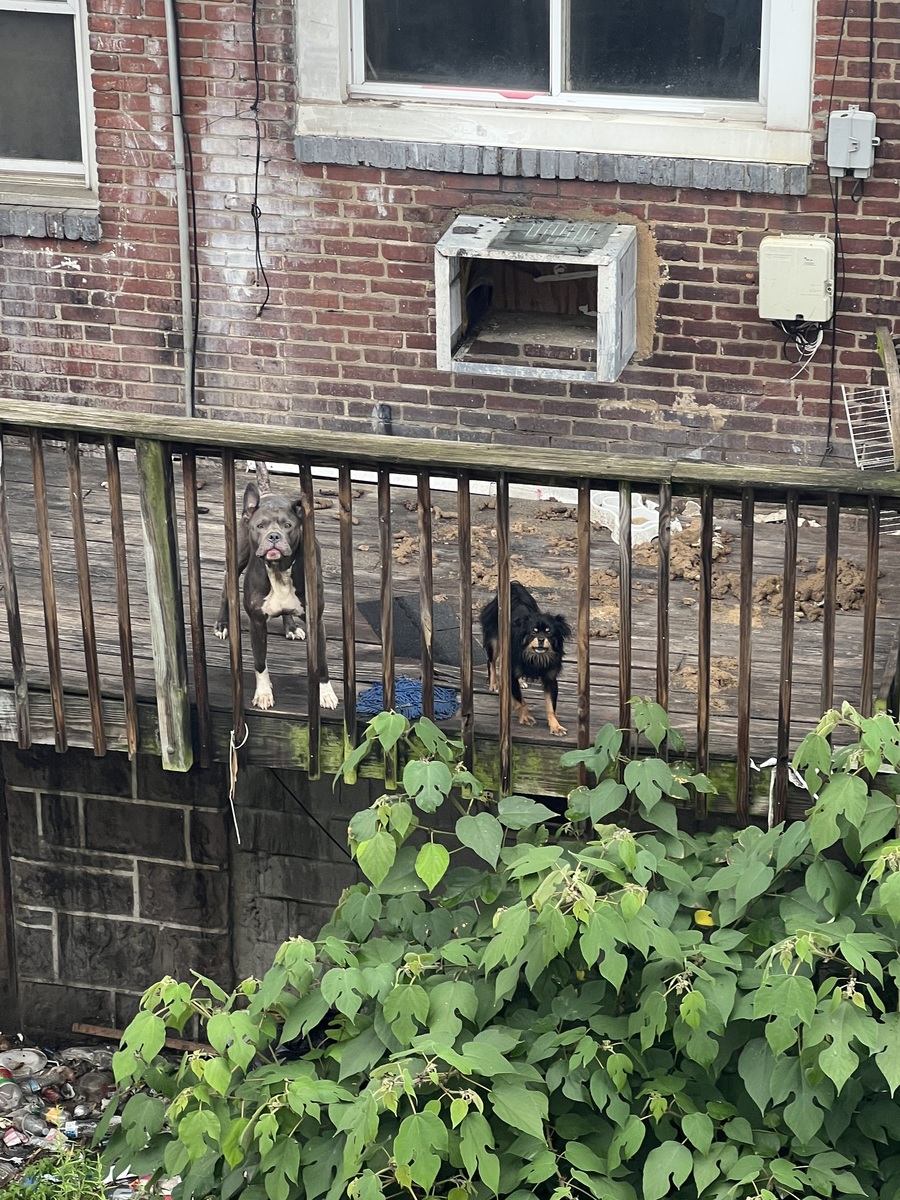 Photographic documentation of the work as submitted to the city's 311 record.