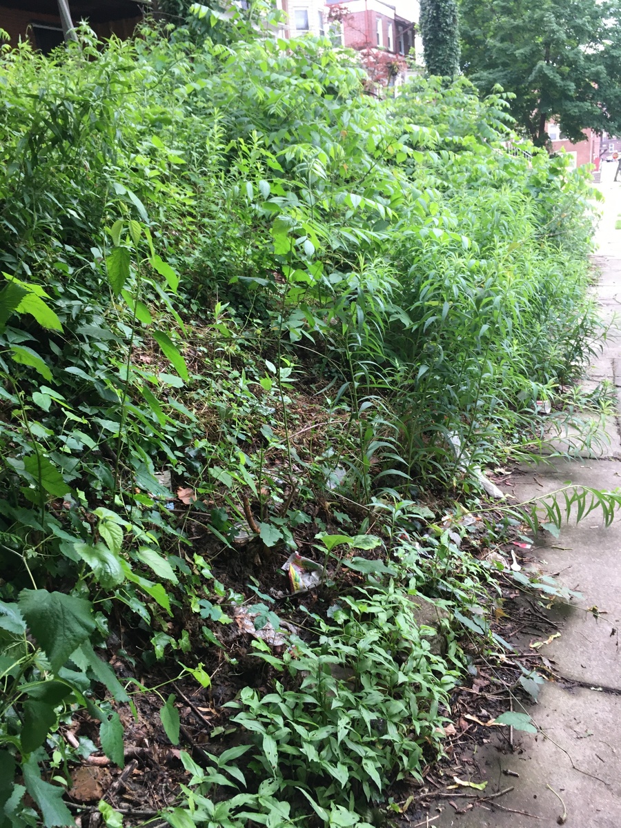 Photographic documentation of the work as submitted to the city's 311 record.
