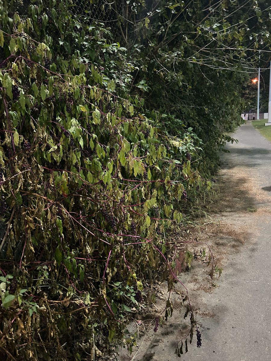 Photographic documentation of the work as submitted to the city's 311 record.