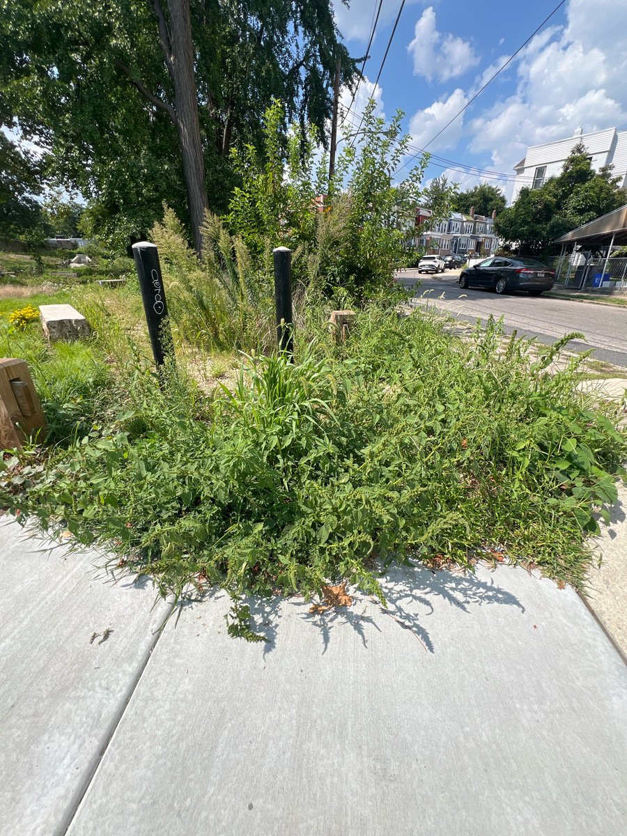 Photographic documentation of the work as submitted to the city's 311 record.