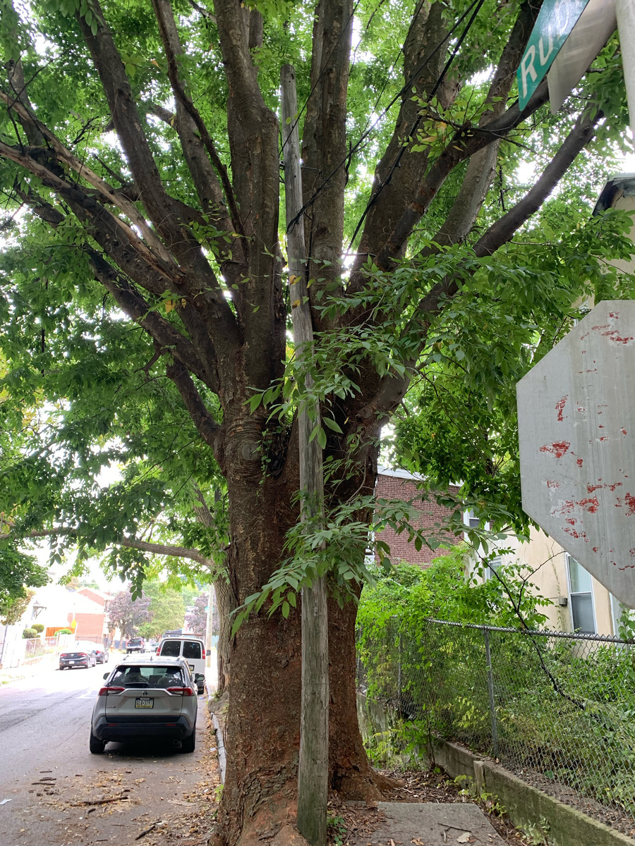 Photographic documentation of the work as submitted to the city's 311 record.