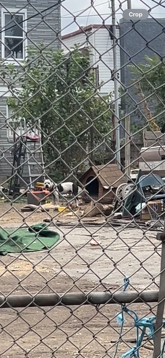 Photographic documentation of the work as submitted to the city's 311 record.
