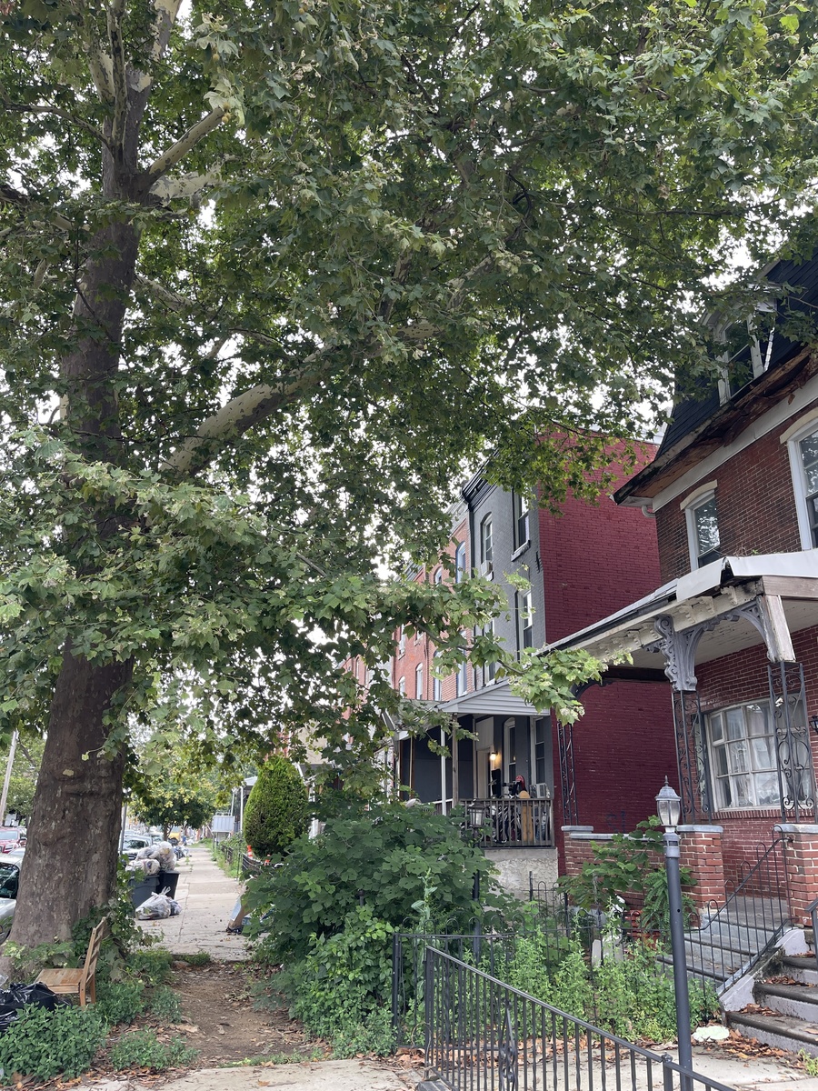 Photographic documentation of the work as submitted to the city's 311 record.