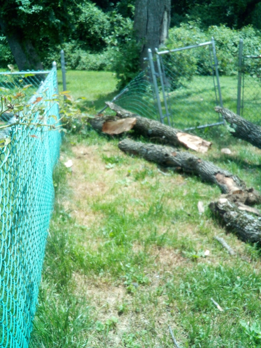 Photographic documentation of the work as submitted to the city's 311 record.