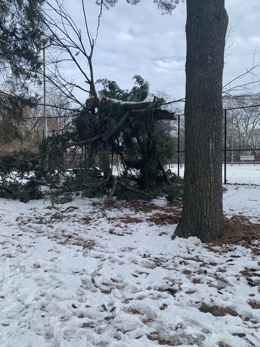 Photographic documentation of the work as submitted to the city's 311 record.