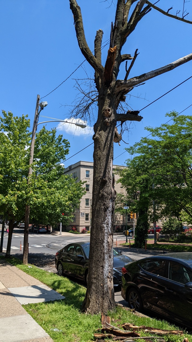 Photographic documentation of the work as submitted to the city's 311 record.