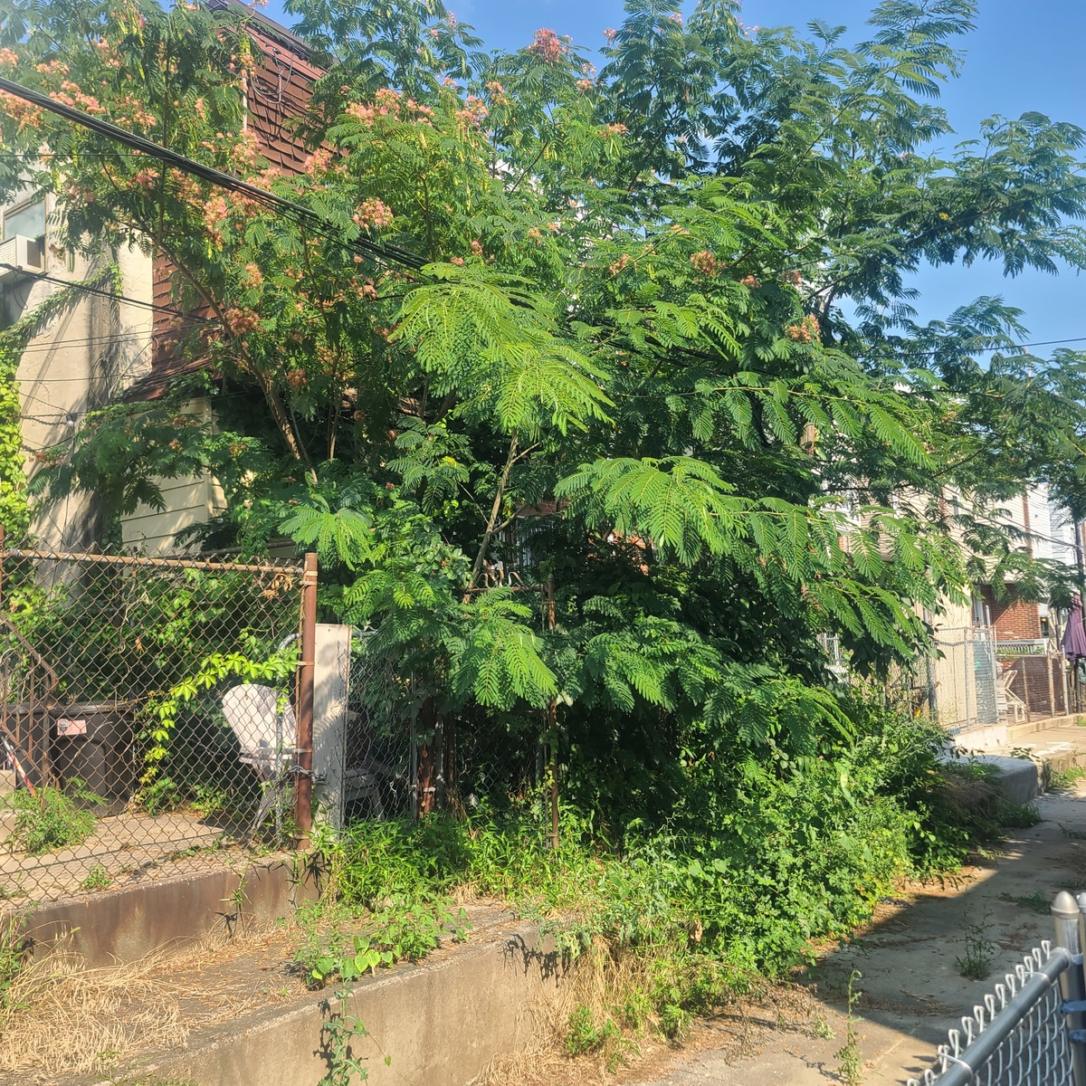 Photographic documentation of the work as submitted to the city's 311 record.