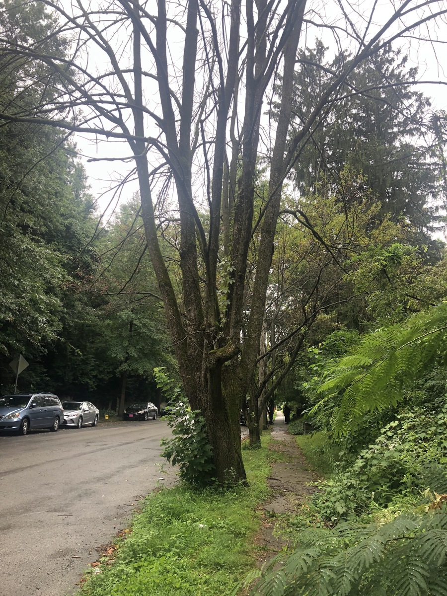 Photographic documentation of the work as submitted to the city's 311 record.