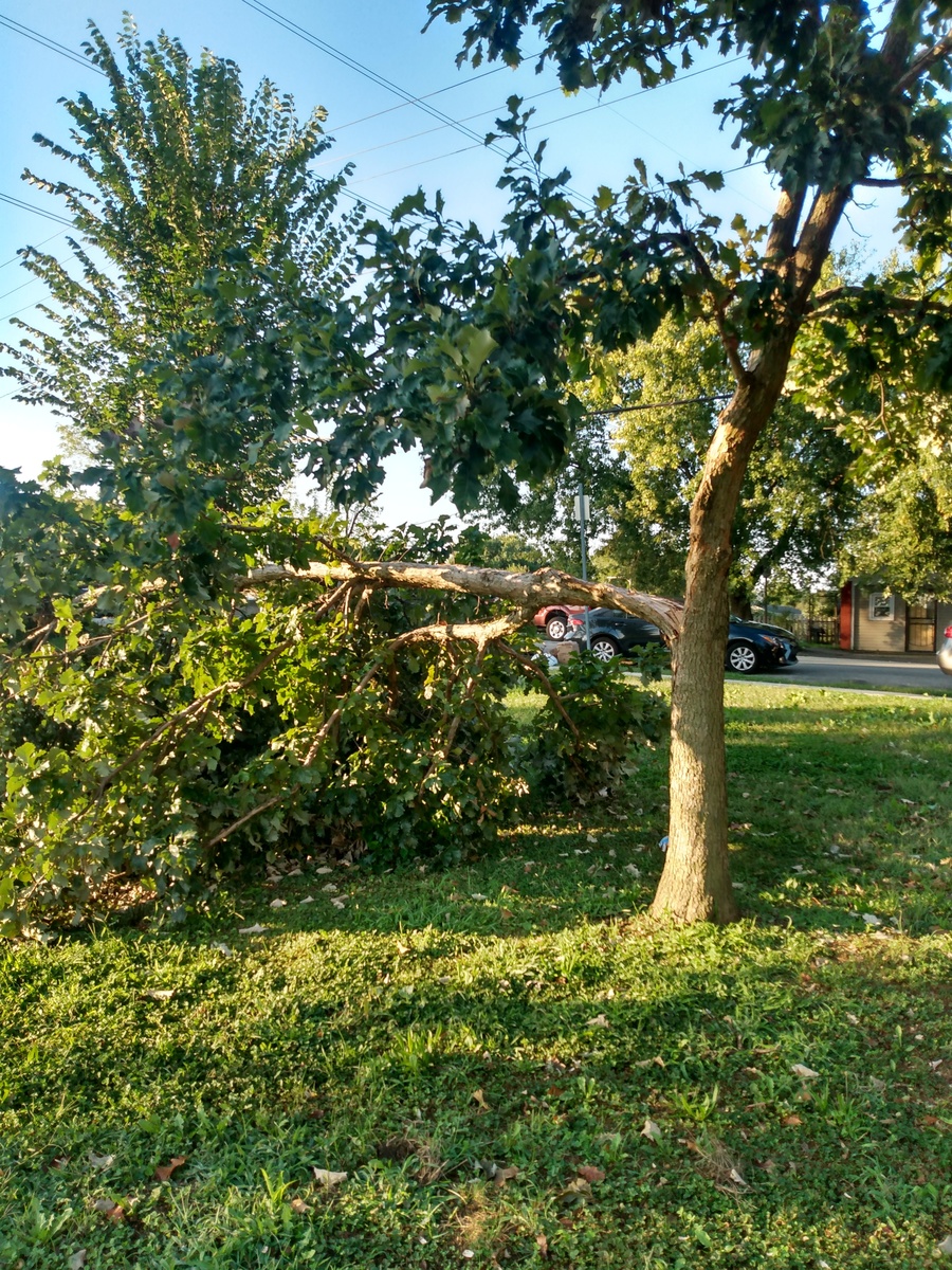 Photographic documentation of the work as submitted to the city's 311 record.
