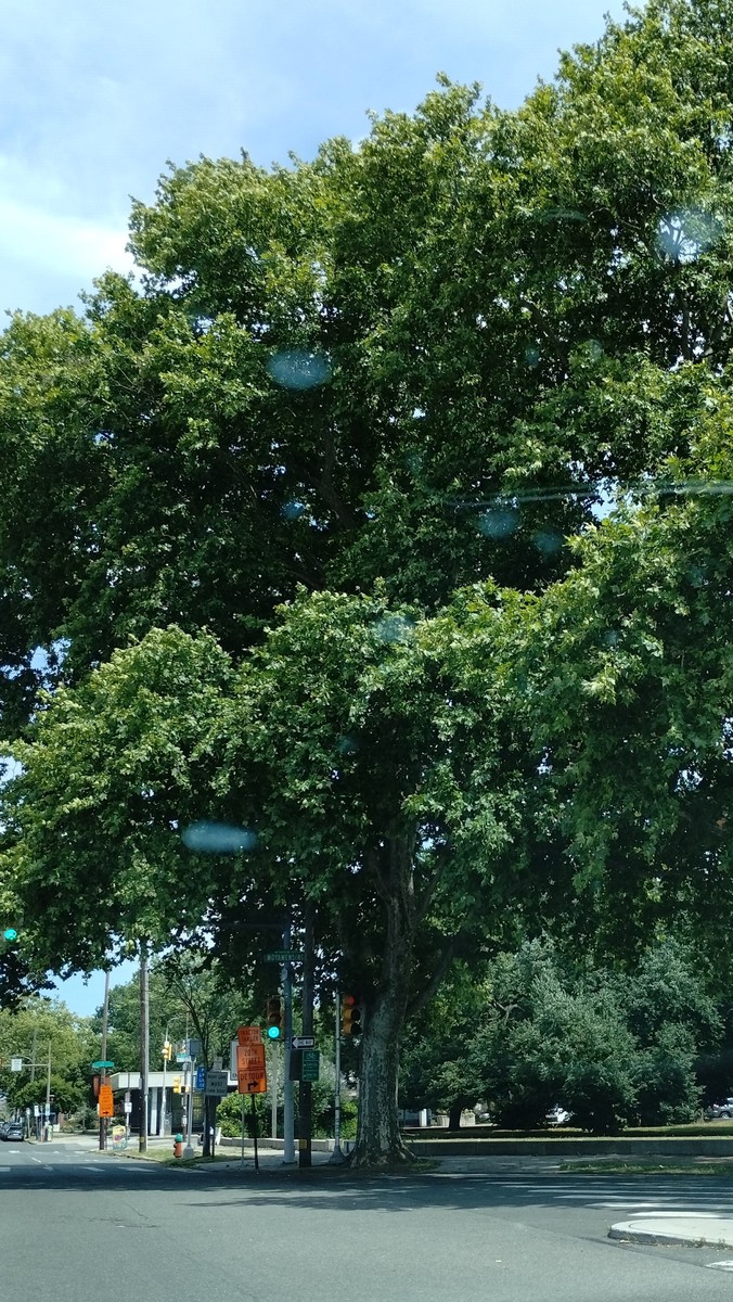 Photographic documentation of the work as submitted to the city's 311 record.